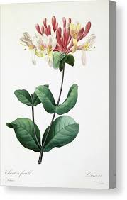 Attēlu rezultāti vaicājumam “Lonicera caprifolium”