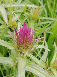 Attēlu rezultāti vaicājumam “Melampyrum cristatum leaf”