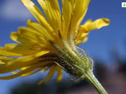 Attēlu rezultāti vaicājumam “Crepis tectorum flower”