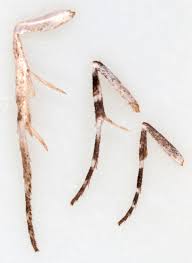 Attēlu rezultāti vaicājumam “Ypsolopha sequella”