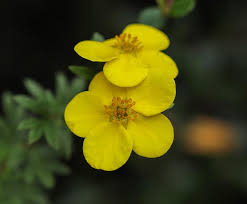 Attēlu rezultāti vaicājumam “Potentilla erecta bud”