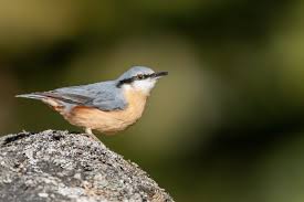 Image result for Sitta europaea