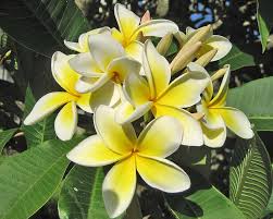 Attēlu rezultāti vaicājumam “Euura acutifoliae”