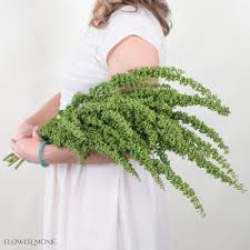 Attēlu rezultāti vaicājumam “Rumex”