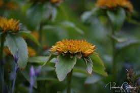 Attēlu rezultāti vaicājumam “Sedum aizoon”