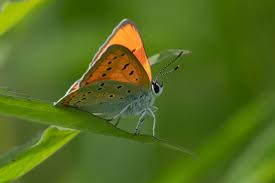 Attēlu rezultāti vaicājumam “Lycaena dispar underside”