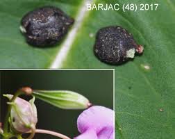 Attēlu rezultāti vaicājumam “Impatiens glandulifera fruit”