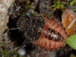 Attēlu rezultāti vaicājumam “Dolycoris baccarum”