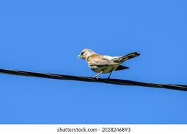 Attēlu rezultāti vaicājumam “Turdus pilaris adult”