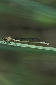Attēlu rezultāti vaicājumam “Coenagrion armatum male”