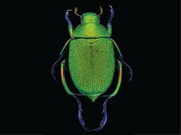 Attēlu rezultāti vaicājumam “Insecta”