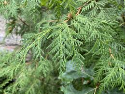 Attēlu rezultāti vaicājumam “Thuja occidentalis”