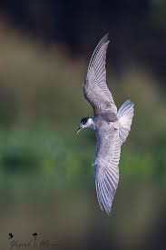 Attēlu rezultāti vaicājumam “Chlidonias niger eggs”