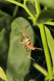 Attēlu rezultāti vaicājumam “Agelena labyrinthica”