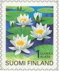 Attēlu rezultāti vaicājumam “Nymphaea candida flower”