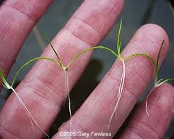 Attēlu rezultāti vaicājumam “Ranunculus flammula fruit”