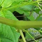 Attēlu rezultāti vaicājumam “Impatiens parviflora fruit”