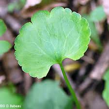 Attēlu rezultāti vaicājumam “Ranunculus elatior leaf”