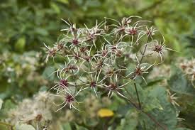 Attēlu rezultāti vaicājumam “Clematis fruit”