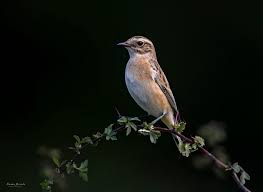 Attēlu rezultāti vaicājumam “Saxicola rubetra”