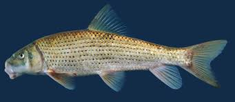 Image result for Minytrema melanops