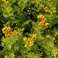 Image result for Tanacetum vulgare