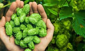 Attēlu rezultāti vaicājumam “Cannabaceae”