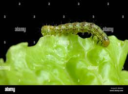 Attēlu rezultāti vaicājumam “Mamestra brassicae larva”