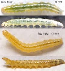 Attēlu rezultāti vaicājumam “Udea lutealis”