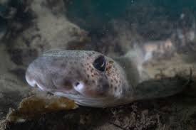 Image result for Megatrygon microps