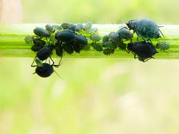 Attēlu rezultāti vaicājumam “Aphis jacobaeae”