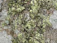 Attēlu rezultāti vaicājumam “Arthonia leucopellaea”