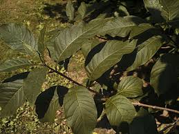 Attēlu rezultāti vaicājumam “Chionanthus virginicus leaf”
