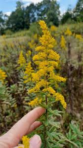 Attēlu rezultāti vaicājumam “Solidago virgaurea bud”