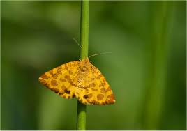 Attēlu rezultāti vaicājumam “Pseudopanthera macularia”