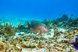 Image result for Lutjanus analis