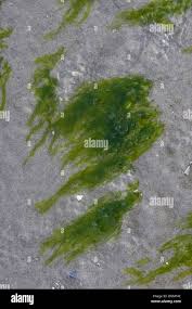 Attēlu rezultāti vaicājumam “Enteromorpha sp.”