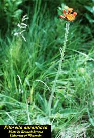 Attēlu rezultāti vaicājumam “Pilosella aurantiaca flower”