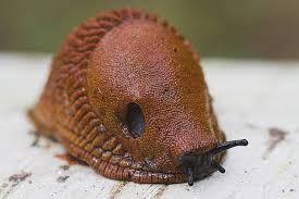 Attēlu rezultāti vaicājumam “Arion lusitanicus”