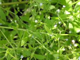 Attēlu rezultāti vaicājumam “Myosotis sparsiflora leaf”