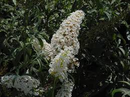 Image result for Buddleja davidii