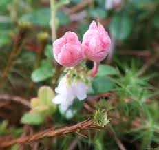 Attēlu rezultāti vaicājumam “Exobasidium vaccinii”