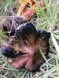 Attēlu rezultāti vaicājumam “Hygrocybe pseudoconica”