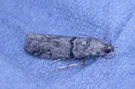 Attēlu rezultāti vaicājumam “Zophodia grossulariella”