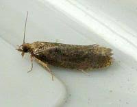 Attēlu rezultāti vaicājumam “Epinotia sordidana”