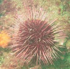 Image result for Mesocentrotus franciscanus