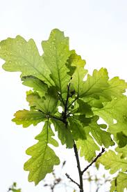 Attēlu rezultāti vaicājumam “Quercus robur leaf”