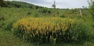 Attēlu rezultāti vaicājumam “Lysimachia vulgaris”