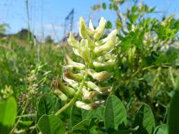 Attēlu rezultāti vaicājumam “Astragalus glycyphyllos flower”