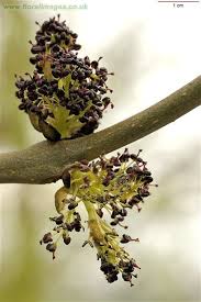 Attēlu rezultāti vaicājumam “Fraxinus excelsior bud”